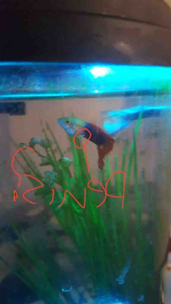Are my male guppies fighting or playing?