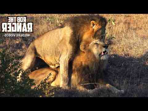 Can Lions be gay?