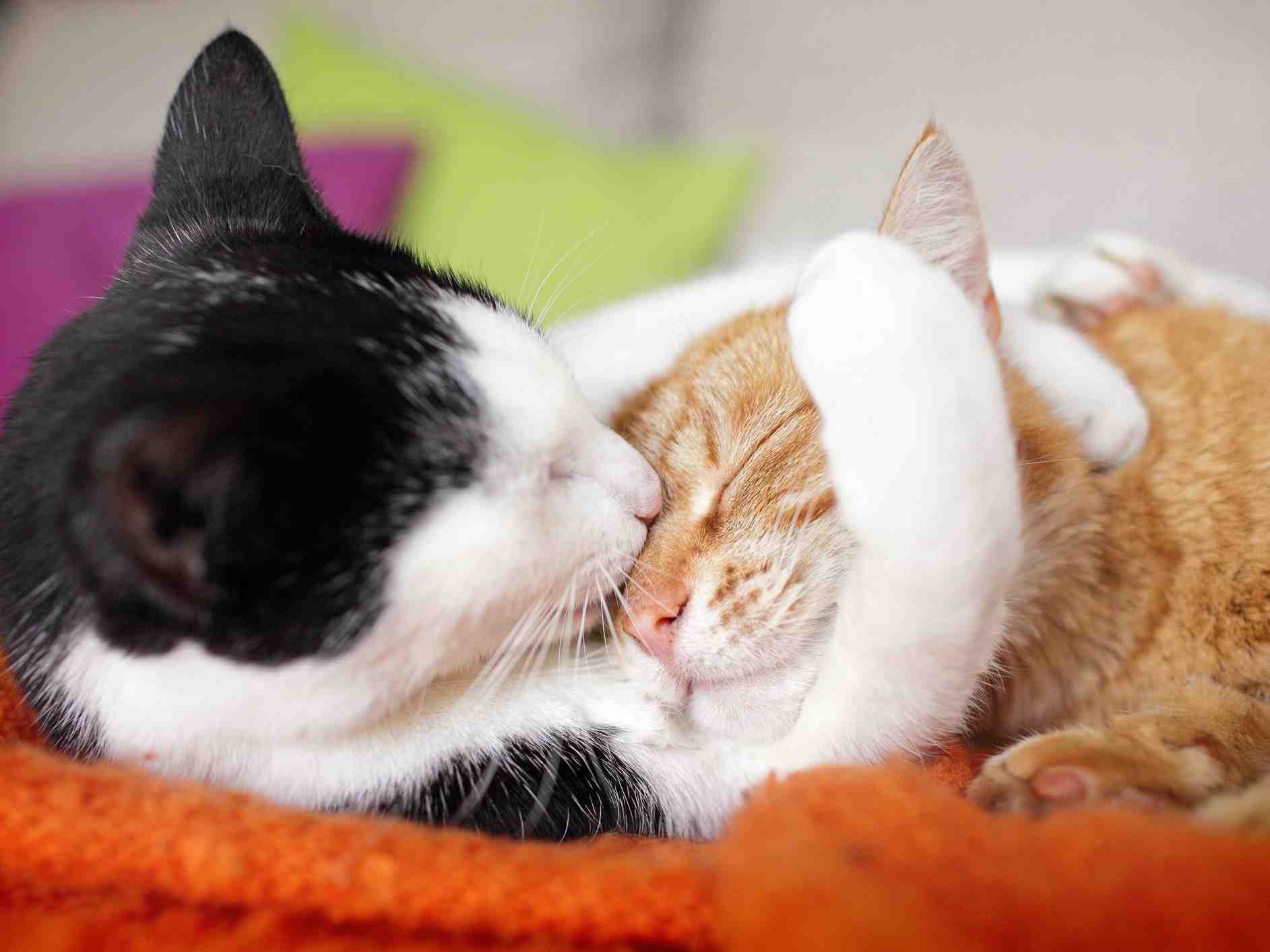 Can a male cat get a female pregnant?