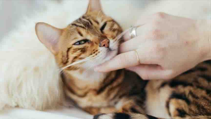 Can animals spread the coronavirus disease?