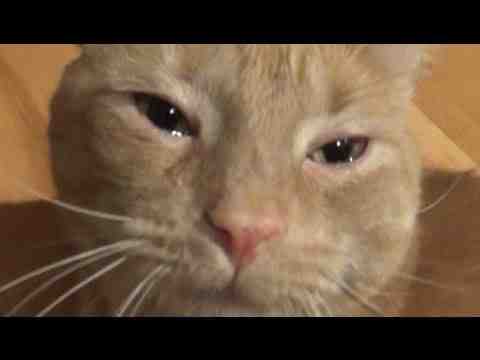 Do cats cry tears when happy?