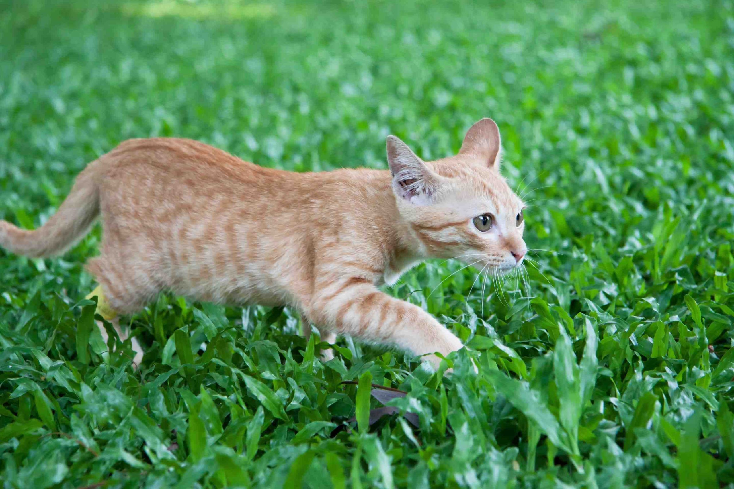 Do cats hump peoples legs?