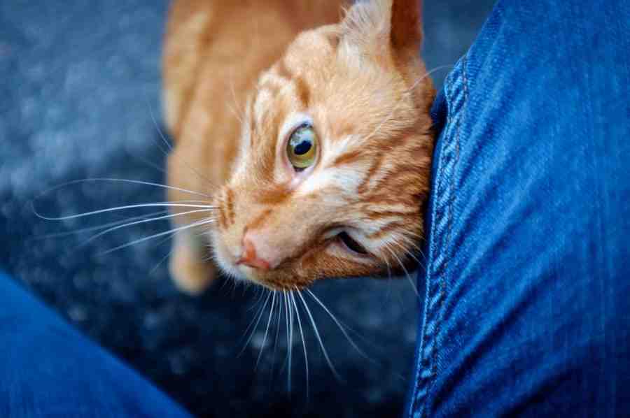 Do cats know we aren't cats?