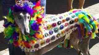 Do gay dogs exist?