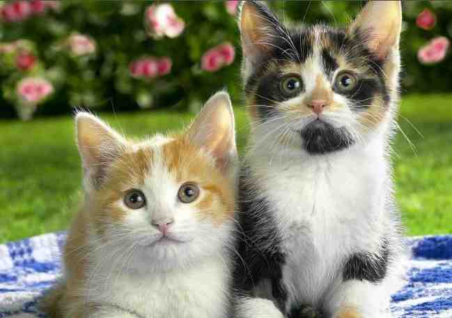 How do cats choose their human?