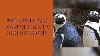 How does a male penguin show his love?