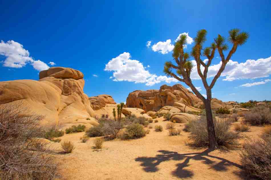 Is Joshua Tree worth the trip?