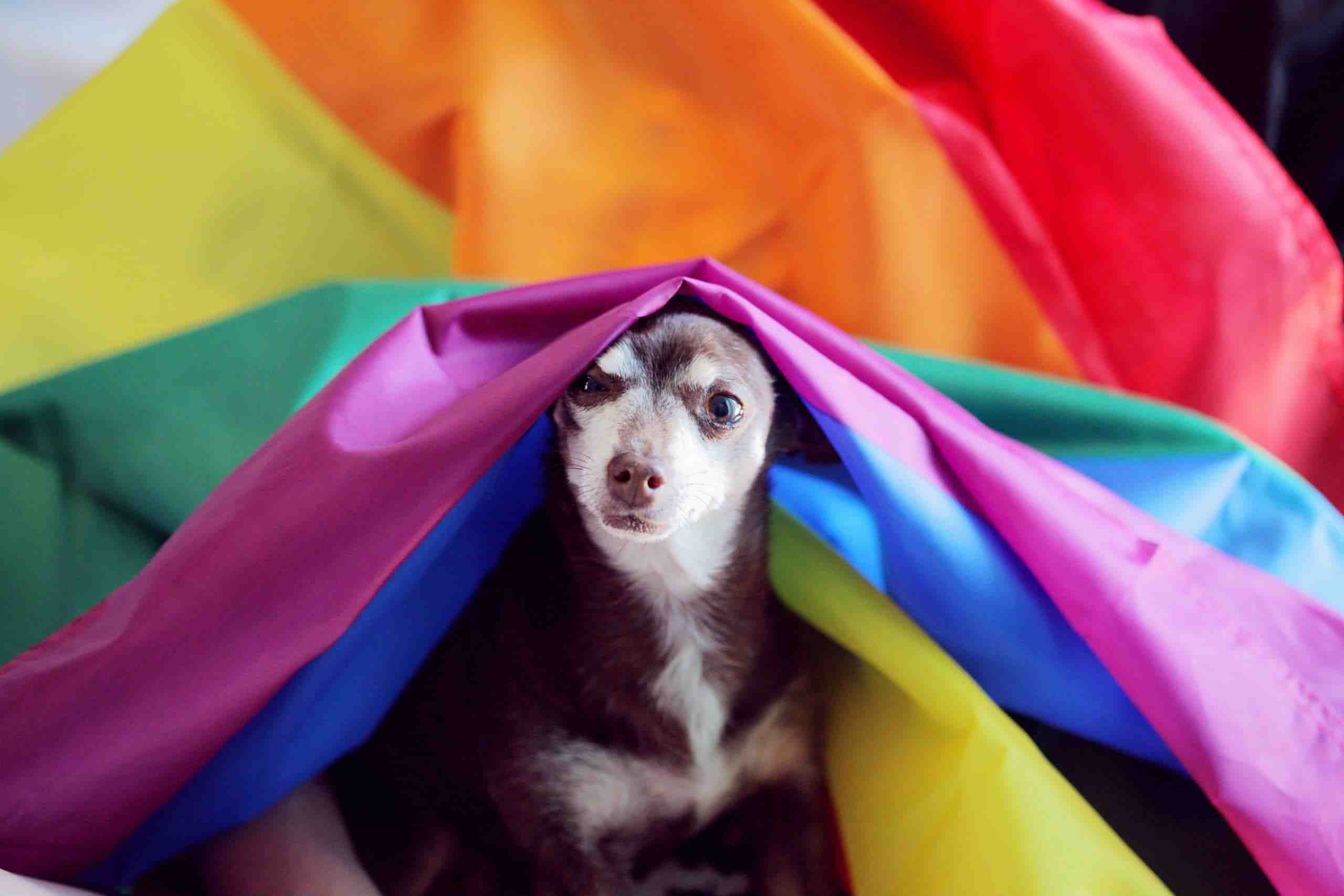 Is it better to have 2 male dogs?