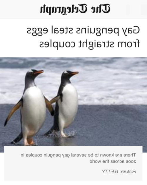 What happens if penguins drop their egg?