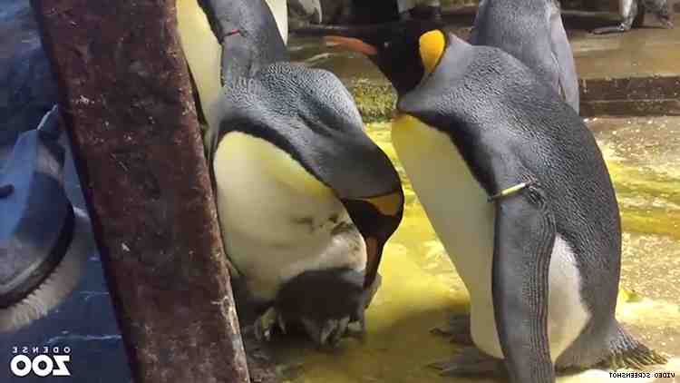 What is a penguin daddy?