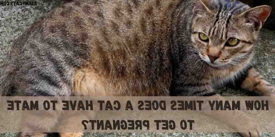 What is cat Down syndrome?