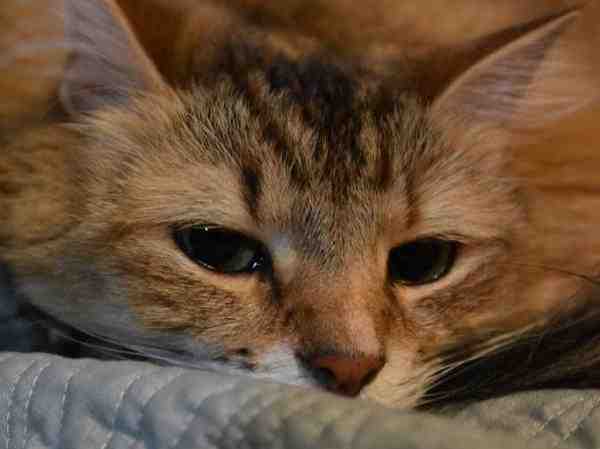 Will my cat forget me if I leave for a month?
