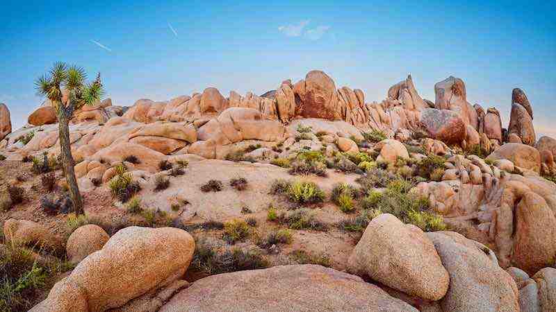 Are there mountain lions at Joshua Tree?