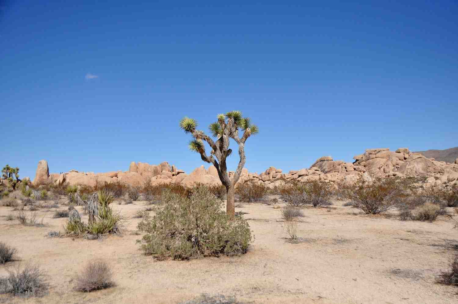 Is California naturally a desert?