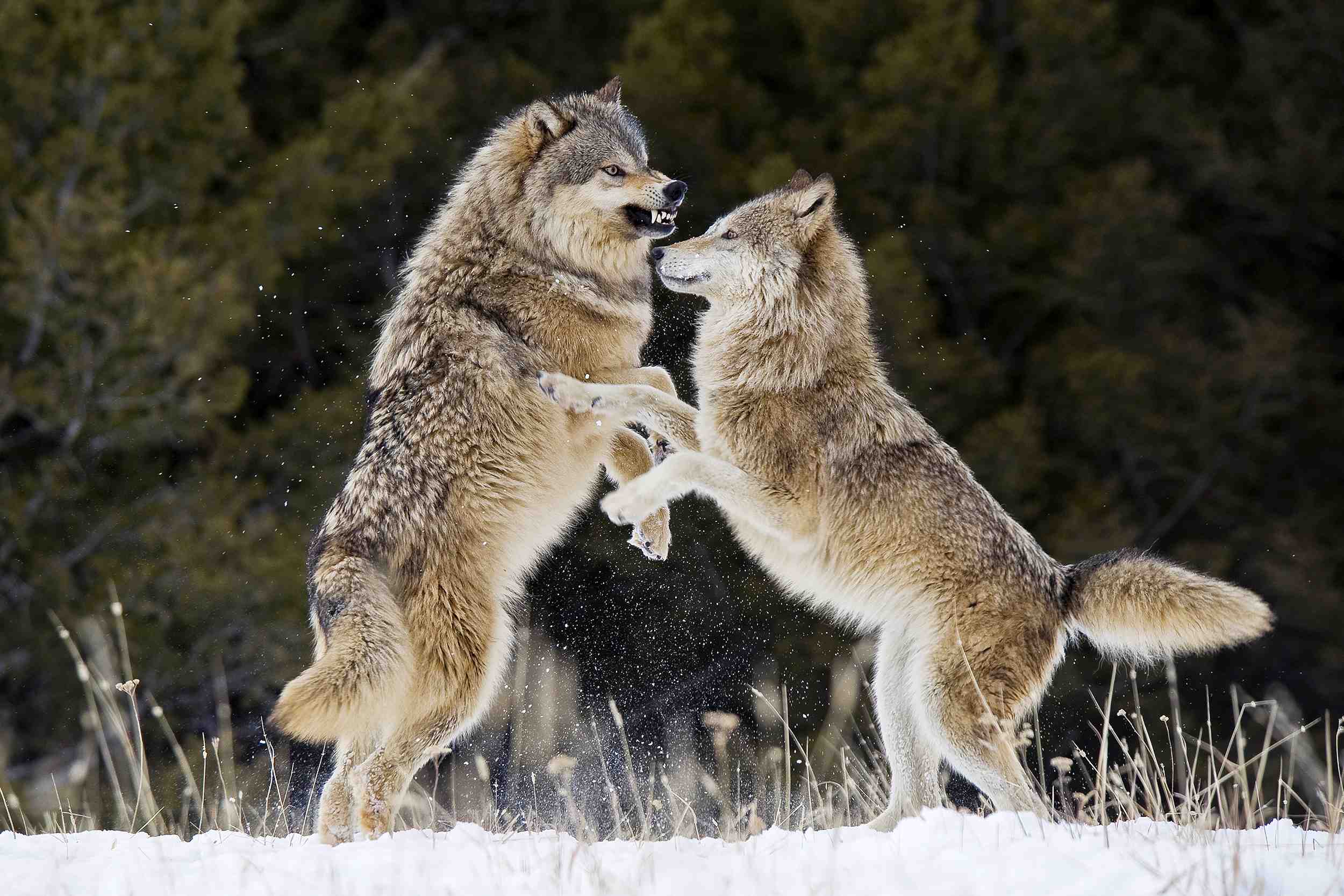 What is a female wolf called?