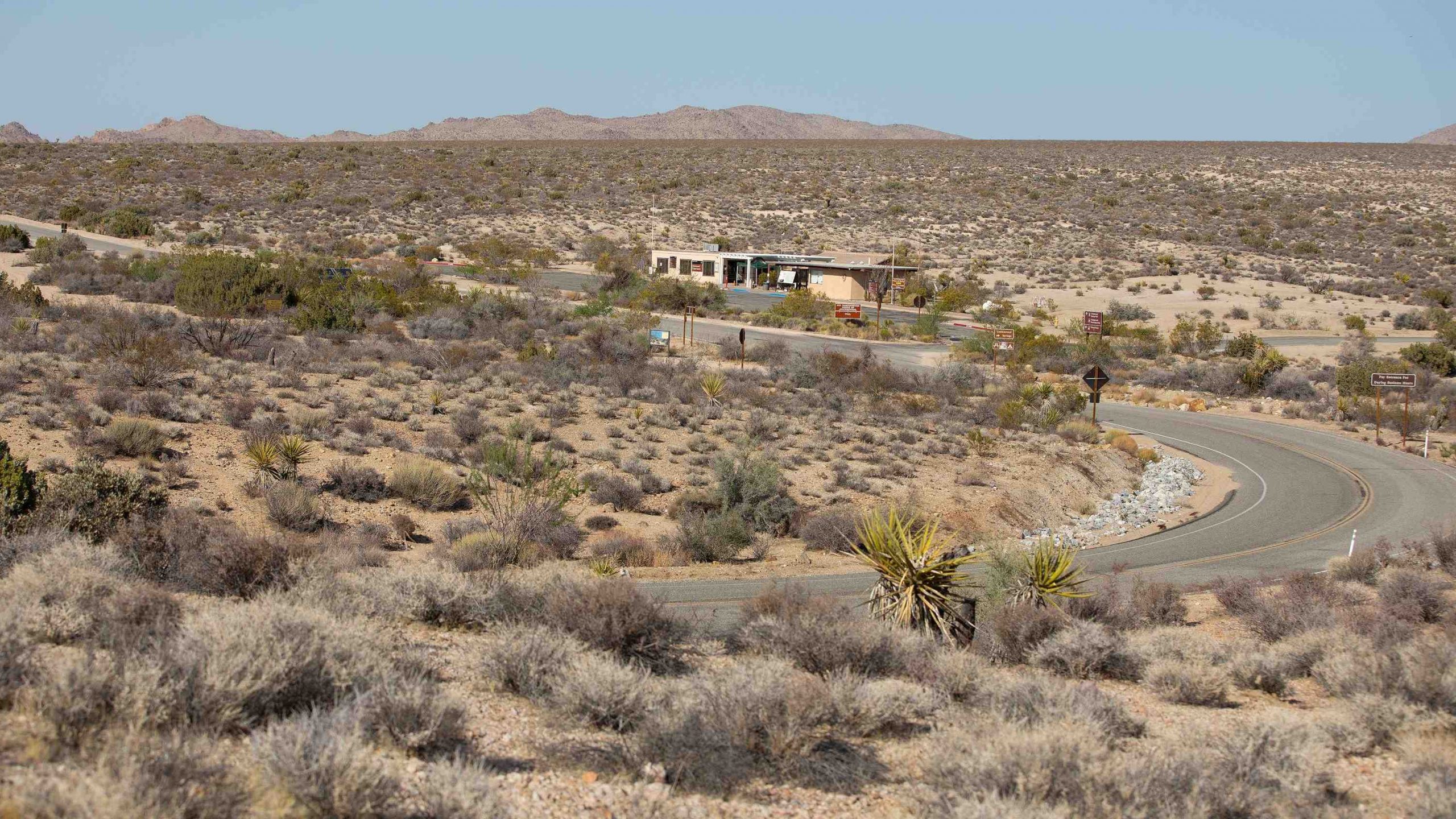 What is the best time of year to go to Joshua Tree?